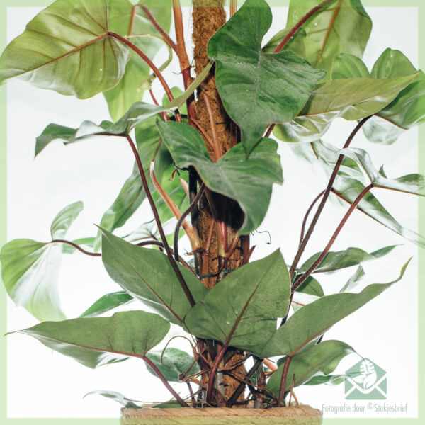 Philodendron Red Emerald (mosstok) kopen