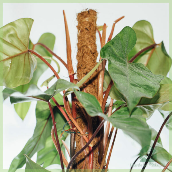 Philodendron Red Emerald (mosstok) kopen