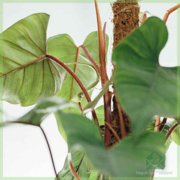 Philodendron Red Emerald (mosstok) kopen
