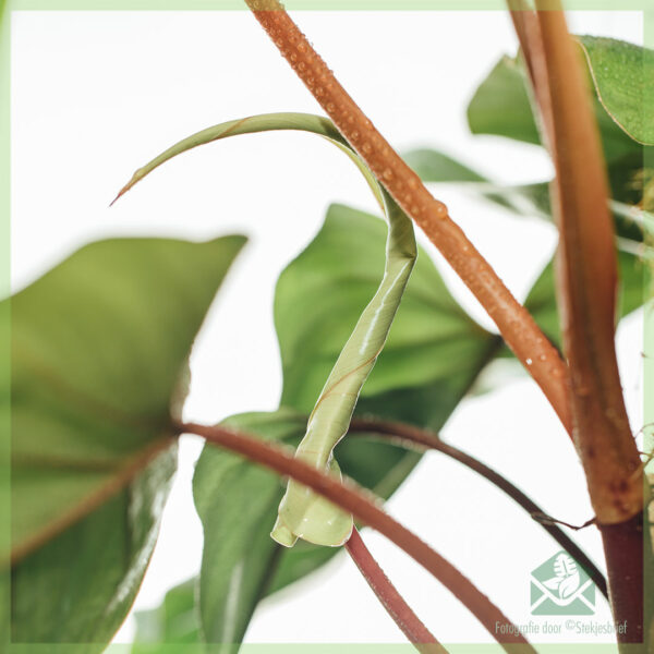Achte Philodendron Wouj Emerald (baton bab panyòl)