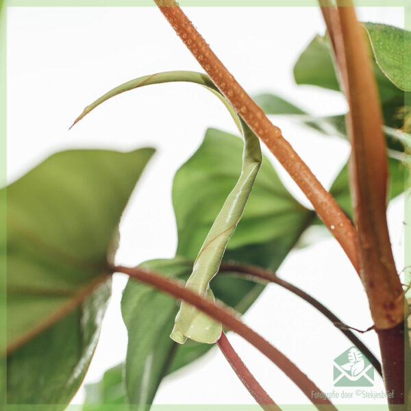 Philodendron Red Emerald (mosstok) kopen