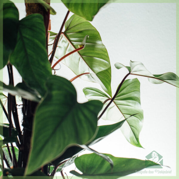 Philodendron Red Emerald (Moosstab) kaufen