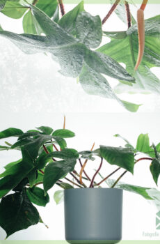 Koop Philodendron Squamiferum sorg