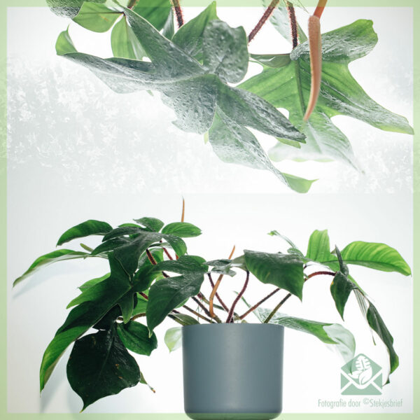 Iibso daryeelka Philodendron Squamiferum