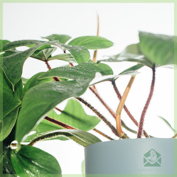 Philodendron Squamiferum کیئر خریدیں۔