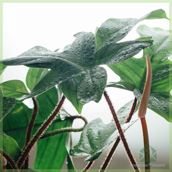 Philodendron Squamiferum کیئر خریدیں۔