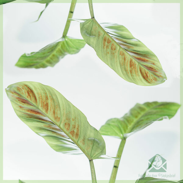 Aĉetu prizorgadon de Philodendron Subhastatum