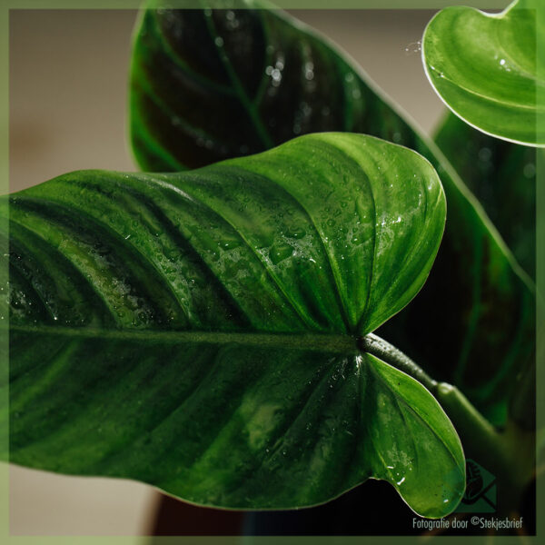 Acheter des soins Philodendron Subhastatum