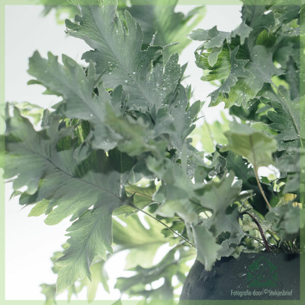 Phlebodium Aureum Davana Blauwvaren kopen