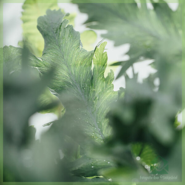 Phlebodium Aureum Davana Blauwvaren kopen