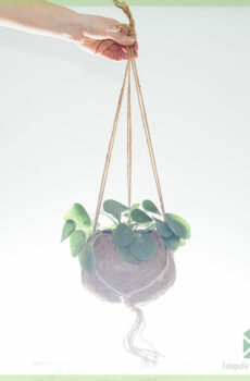 Pilea Peperomioides (plante à crêpes) plante suspendue