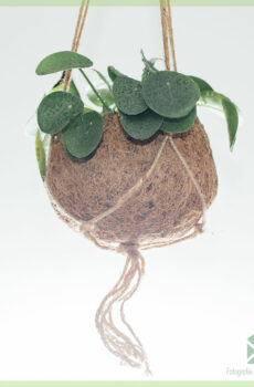 Pilea Peperomioides (Pancake Plant) hängend Planz