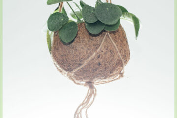 Pilea Peperomioides (Plean Plant) висящее растение