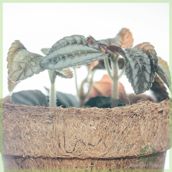 Pilea Silver Tree kanonplantje kopen
