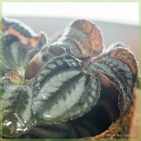 Pilea Silver Tree kanonplantje kopen