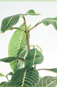 Sanchezia Speciosa کی خرید اور دیکھ بھال