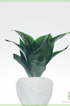 Sansevieria பிளாக் டிராகன் 'மினி' - பெண்கள் நாக்கு வாங்க