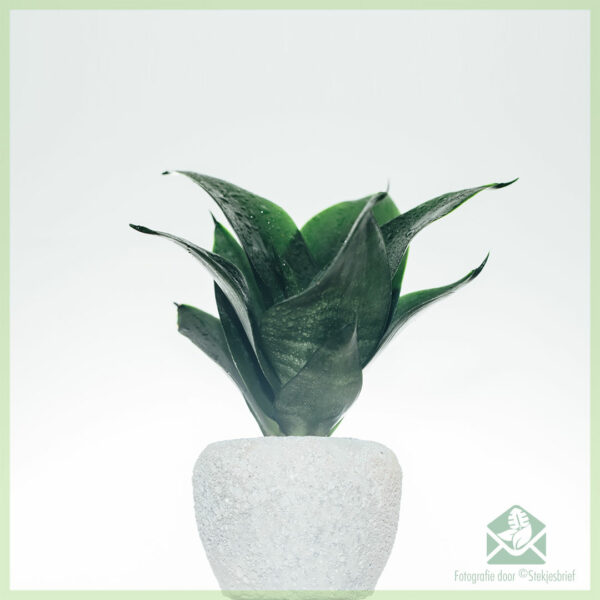 Sansevieria Black Dragon 'mini' - langue pour femme acheter