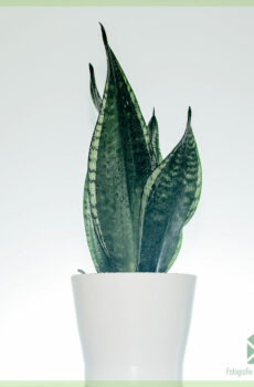 Iibso Sansevieria sanseveria geedka maska ​​carrabka gabadha