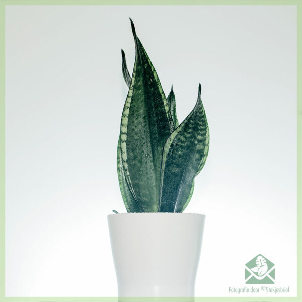 Sansevieria sanseveria snake plant vrouwentong kopen