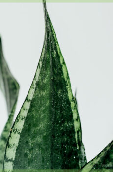 Kúpte si Sansevieria sanseveria hadia rastlina jazýček