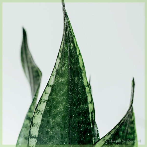Купете Sansevieria sansevia змийско растение дамски език