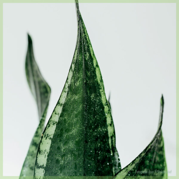 Sansevieria sanseveria snake plant vrouwentong kopen