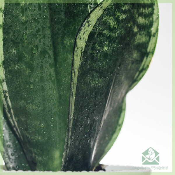 Купете Sansevieria sansevia змийско растение дамски език