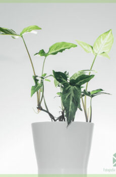 Syngonium Angustatum arrowhead vine kopen