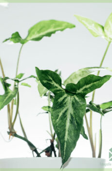 Syngonium Angustatum arrowhead vine kopen