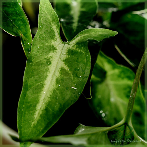 Osta Syngonium Angustatum arrowhead viiniköynnös