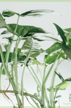 Syngonium podophyllum "Trileaf Wonder"