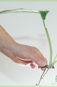 Syngonium podophyllum 'Trileaf Wonder'