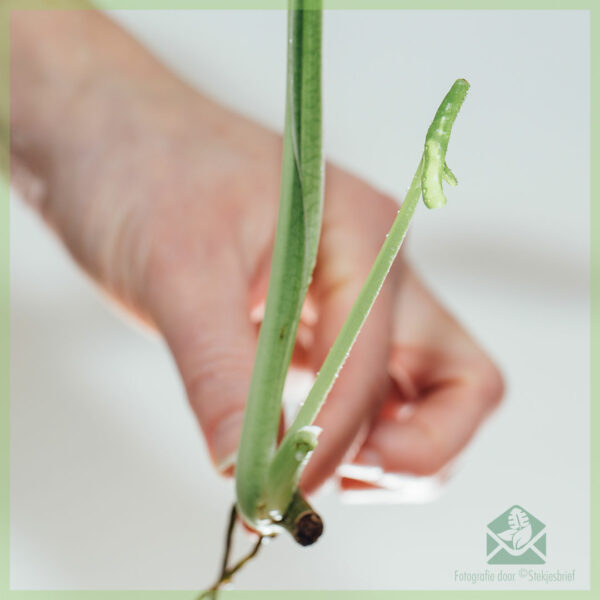 Syngonium podophyllum '三叶奇迹'