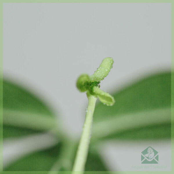 Syngonium podophyllum "Trileaf Wonder"