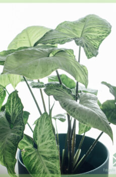 Купете Syngonium podophyllum Бяла пеперуда