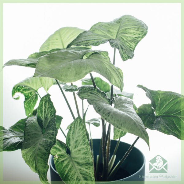 Syngonium podophyllum सफेद तितली खरीदें