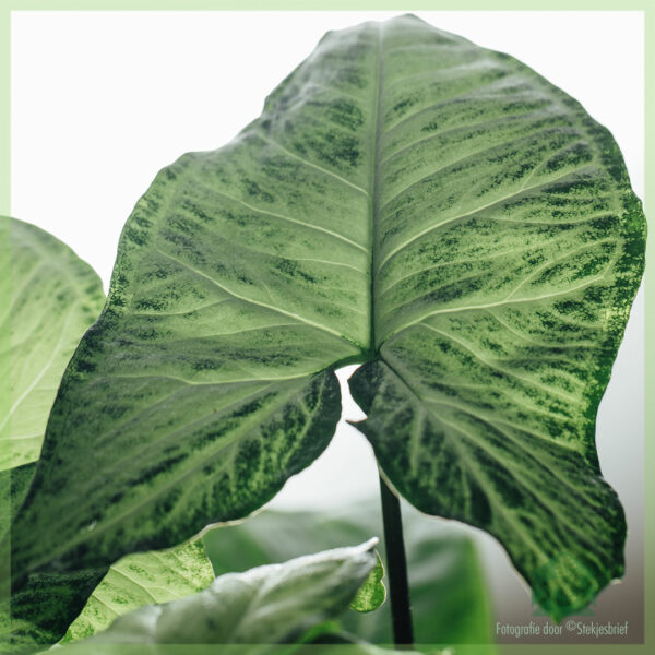 Osta Syngonium podophyllum Valkoinen perhonen