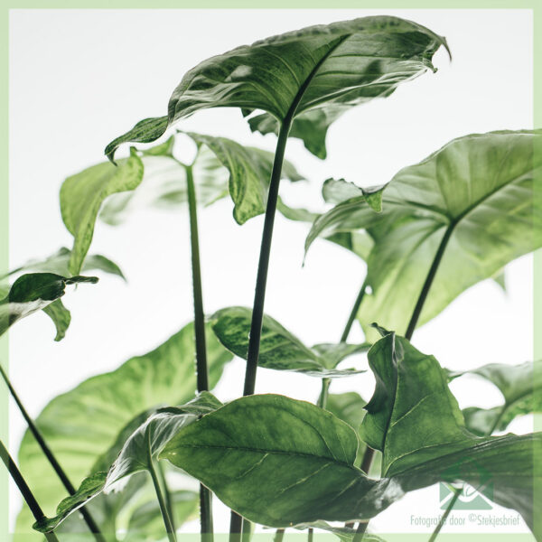 Emptum Syngonium podophyllum papilionem albam