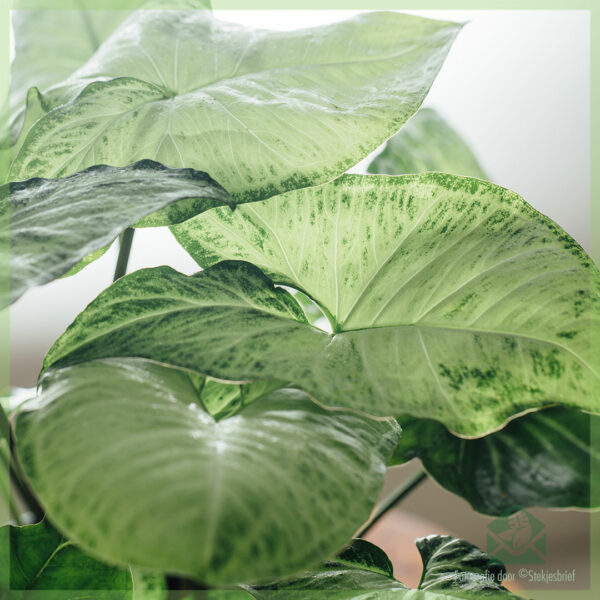 Vidio ny Syngonium podophyllum White lolo