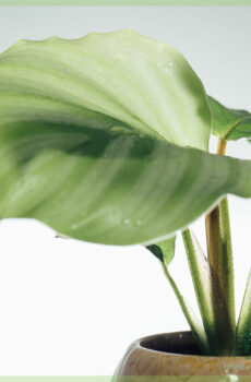 Kauf und Pflege von Calathea Orbifolia-Stecklingen