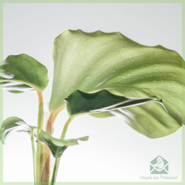 Calathea Orbifolia stekjes kopen en verzorgen