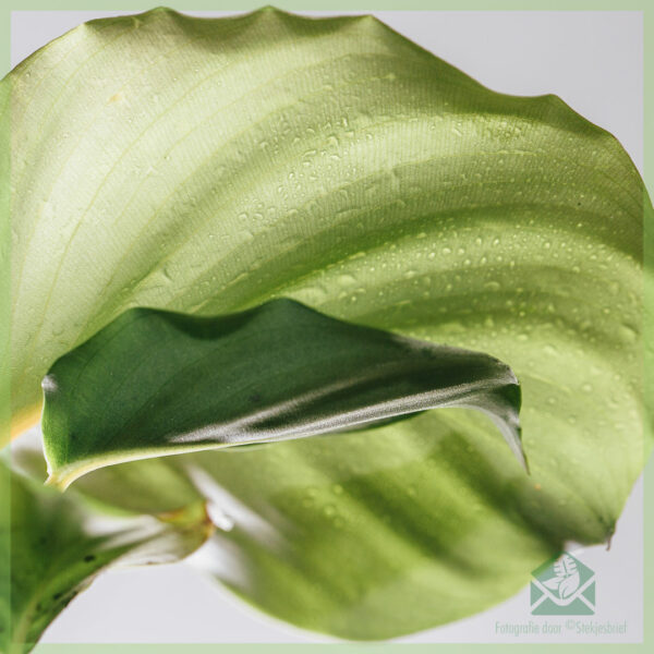 Að kaupa og sjá um Calathea Orbifolia græðlingar