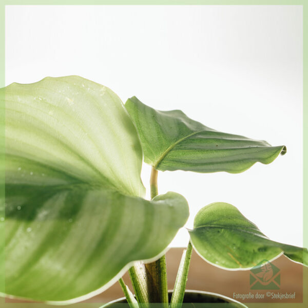 Calathea Orbifolia stekjes kopen en verzorgen