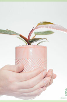 Emendo et curando Philodendron Pink Principem
