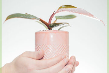 Philodendron Pink Princess 구입 및 관리