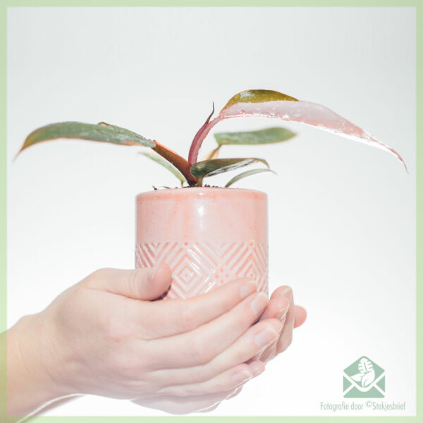 Kauf und Pflege von Philodendron Pink Princess