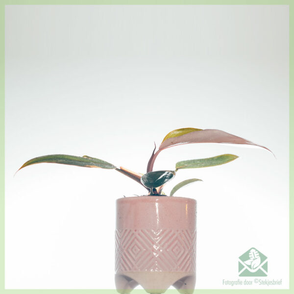 Philodendron Pink Princess kopen en verzorgen