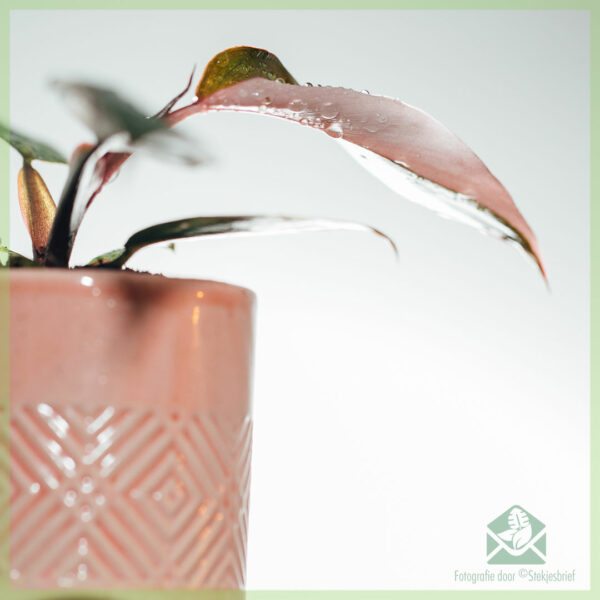 Philodendron Pink Princess kopen en verzorgen
