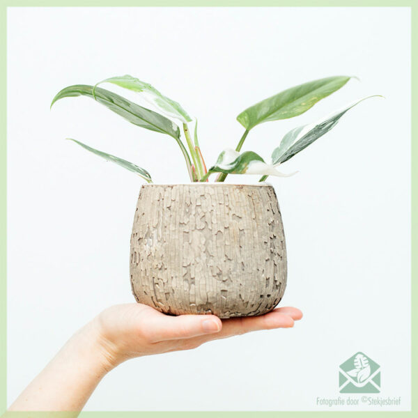 Philodendron White Princess - My Lady kopen